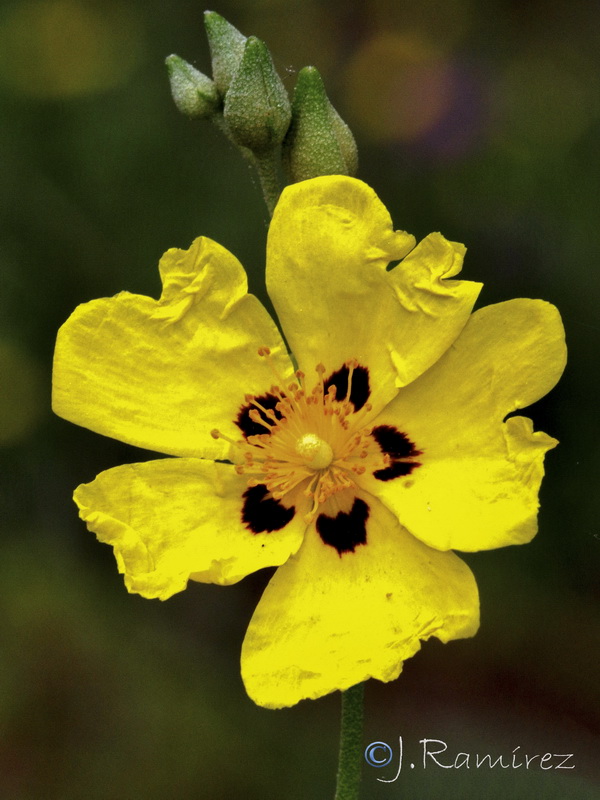 Halimium halimifolium halimifolium.03