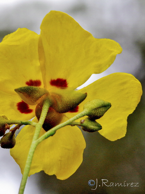 Halimium halimifolium halimifolium.14