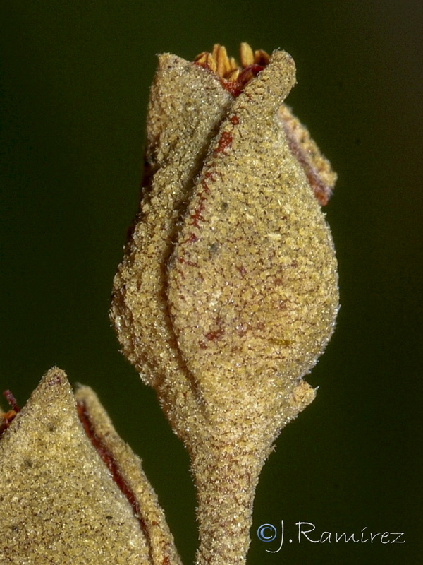 Halimium halimifolium halimifolium.16