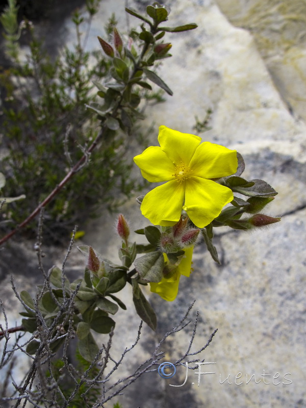 Halimium halimifolium lasianthum.03