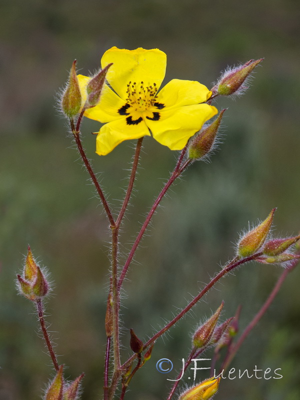 Halimium ocymoides.04