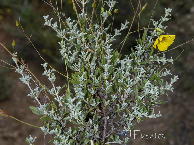 Halimium ocymoides.02