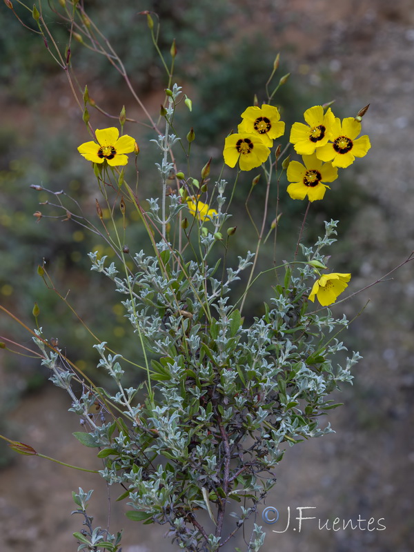 Halimium ocymoides.07