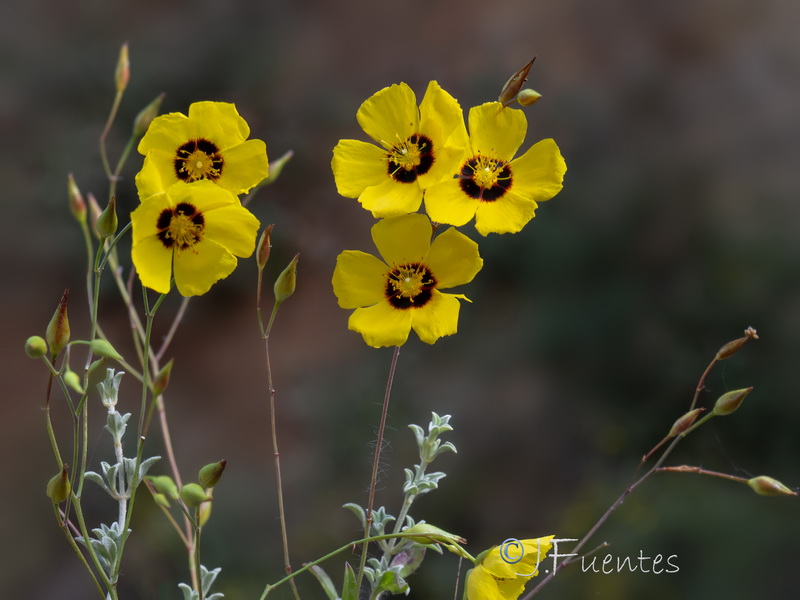 Halimium ocymoides.03