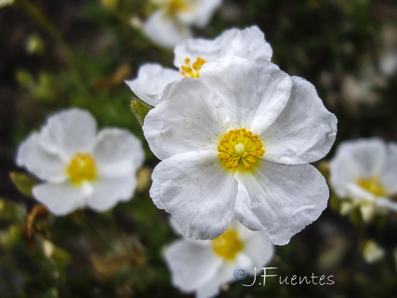 Halimium umbellatum viscosum.03