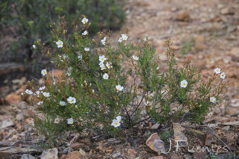 Halimium umbellatum viscosum.01