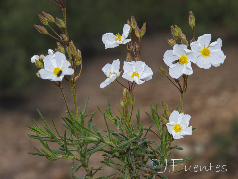 Halimium umbellatum viscosum.12