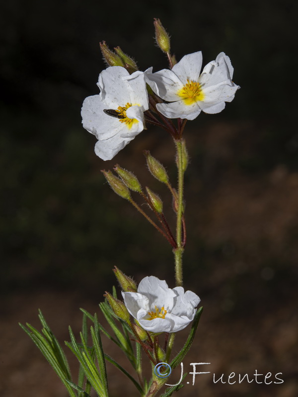 Halimium umbellatum viscosum.02