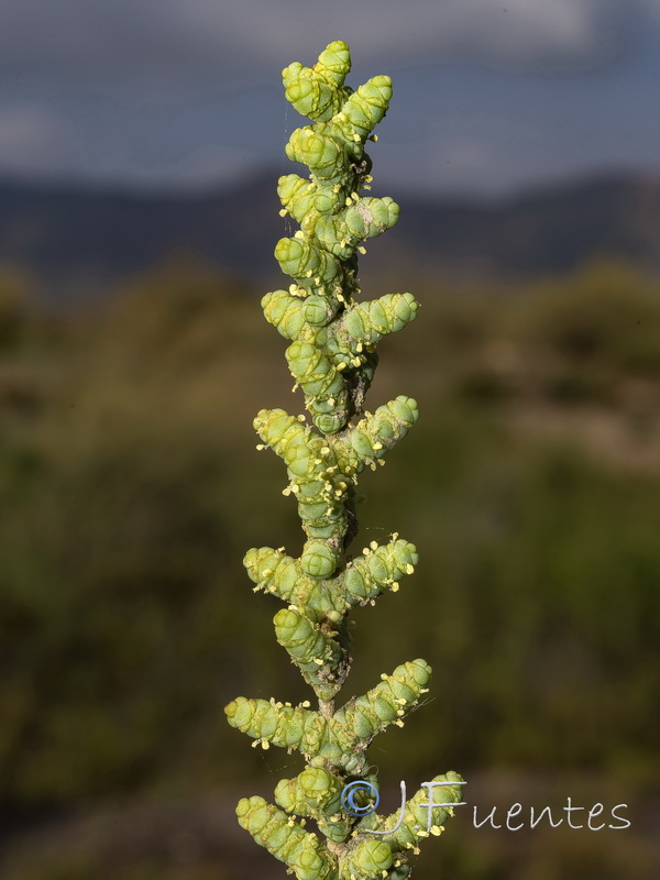 Halocnemum cruciatum.35