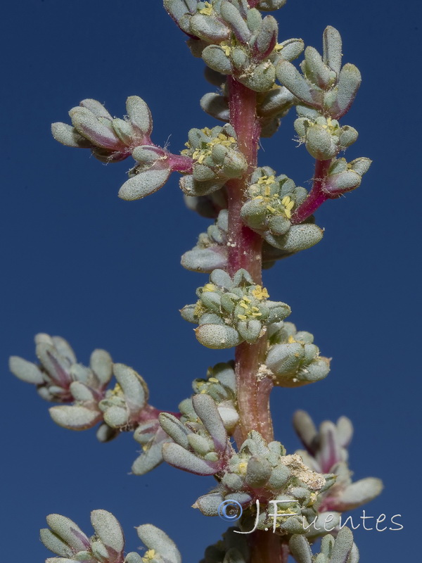 Halogetum sativus.03