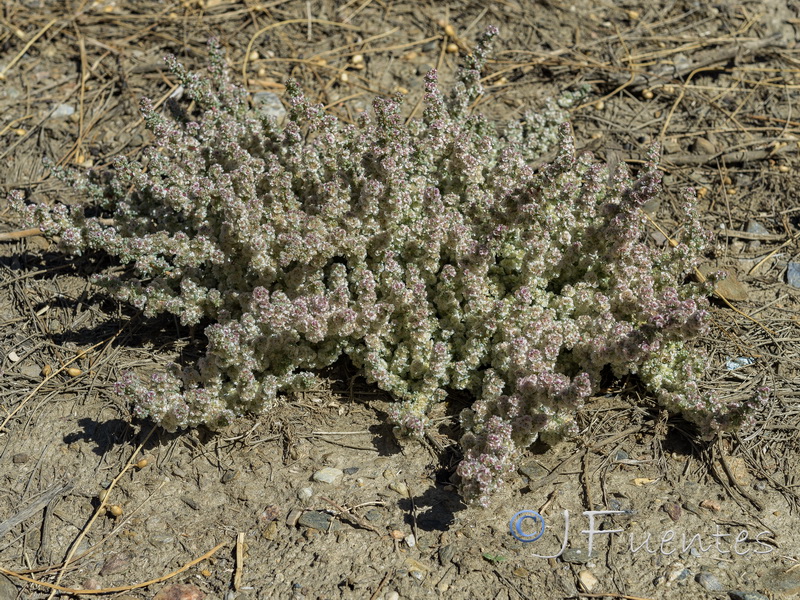 Halogetum sativus.04