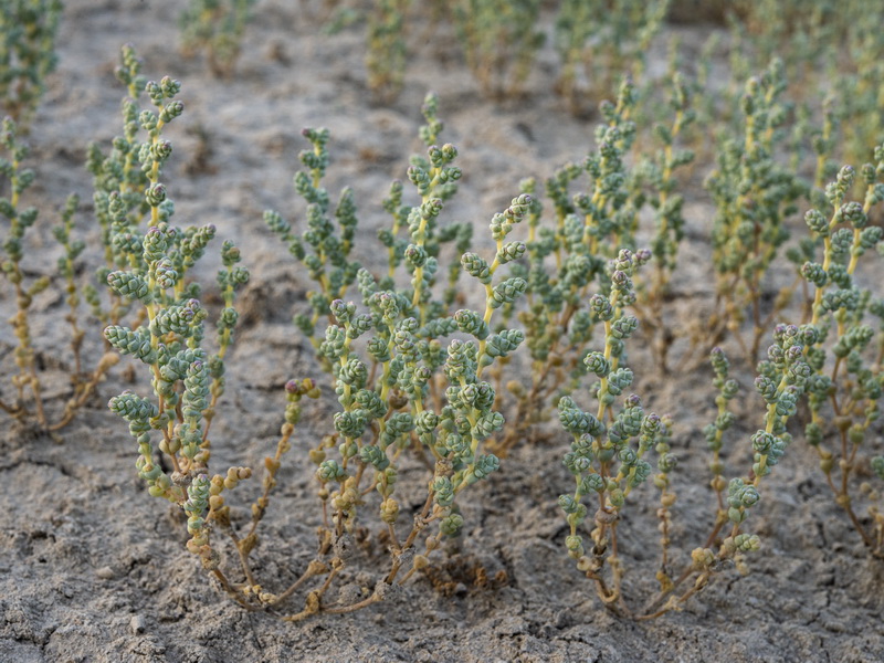 Halopeplis amplexicaulis.03