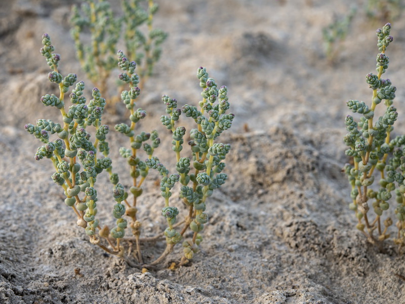 Halopeplis amplexicaulis.05