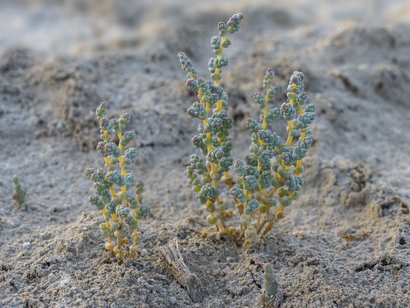 Halopeplis amplexicaulis.06