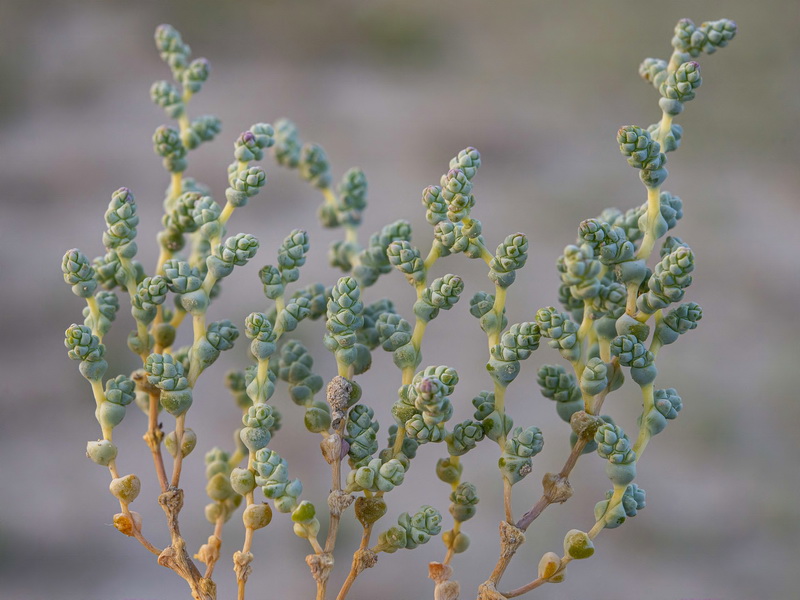 Halopeplis amplexicaulis.07