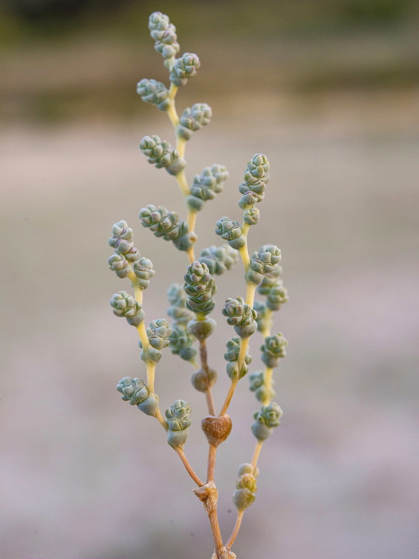 Halopeplis amplexicaulis.08
