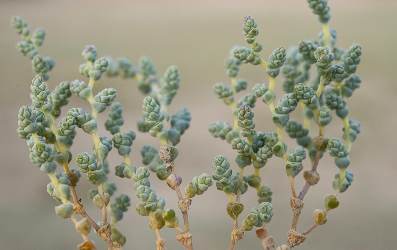 Halopeplis amplexicaulis.09
