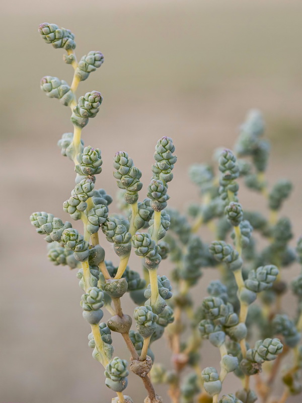 Halopeplis amplexicaulis.10