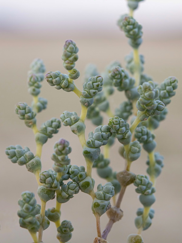 Halopeplis amplexicaulis.11