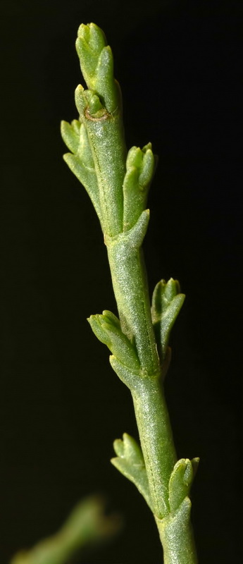 Hammada articulata.11