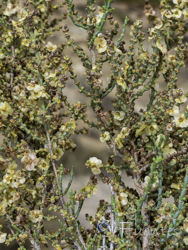Hammada articulata.19
