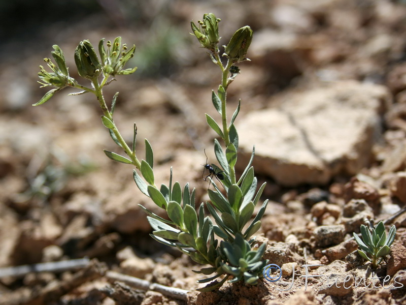 Haplophyllum bastetanum.02