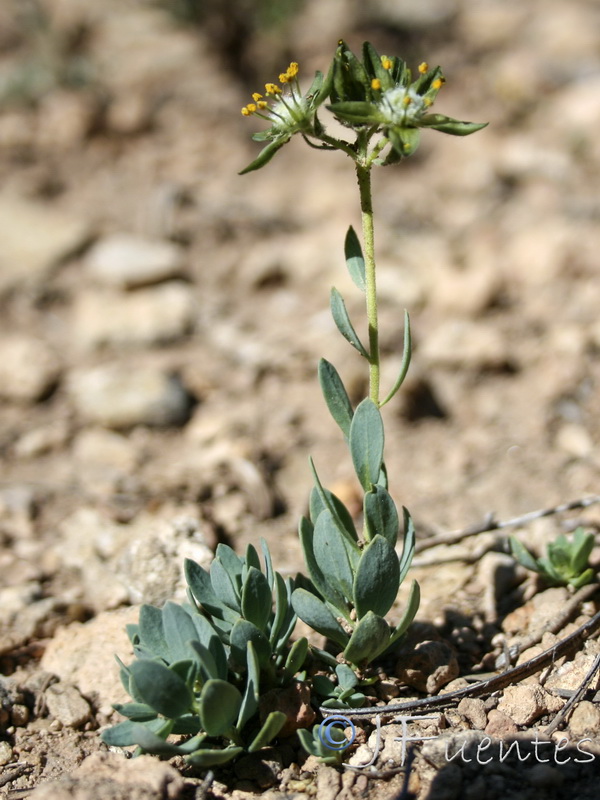 Haplophyllum bastetanum.04