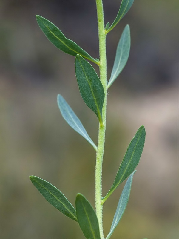 Haplophyllum bastetanum.09