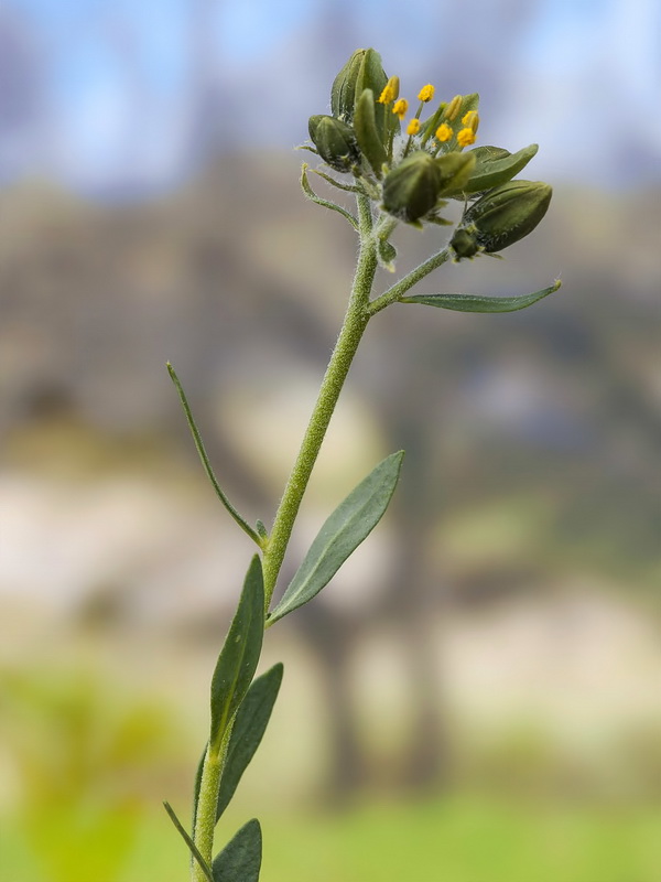 Haplophyllum bastetanum.11