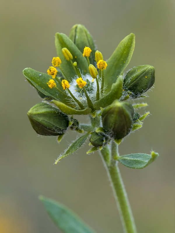 Haplophyllum bastetanum.15