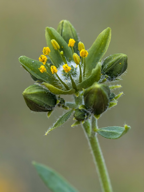 Haplophyllum bastetanum.15