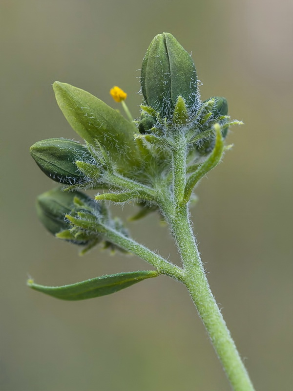 Haplophyllum bastetanum.22
