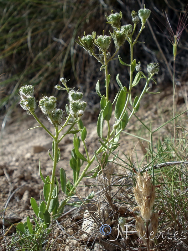 Haplophyllum bastetanum.24