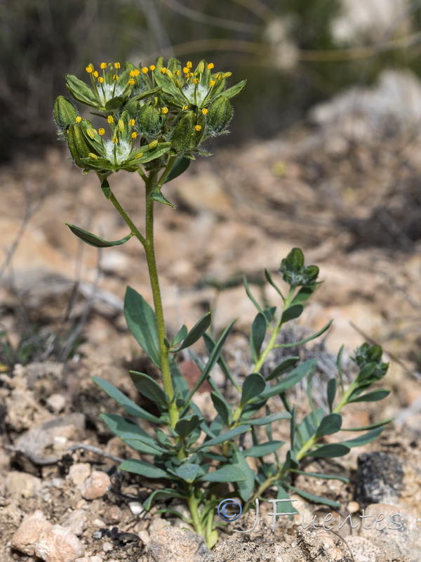 Haplophyllum bastetanum.30