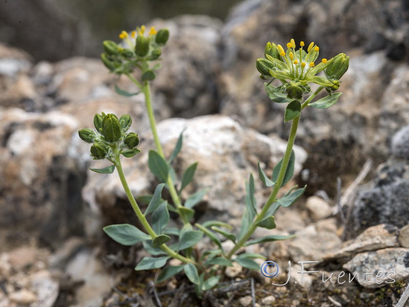 Haplophyllum bastetanum.31