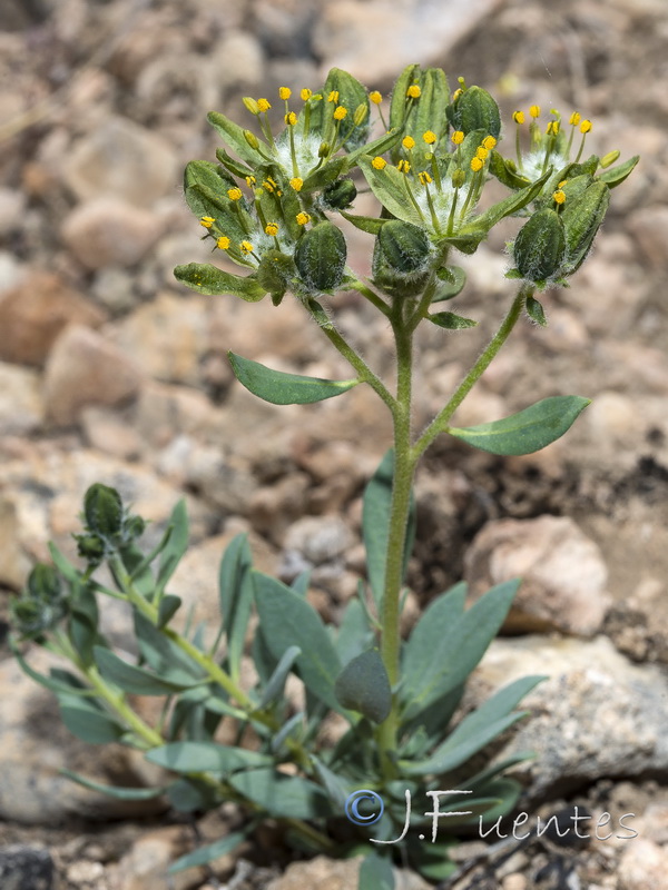 Haplophyllum bastetanum.32