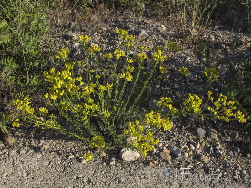 Haplophyllum linifolium.01