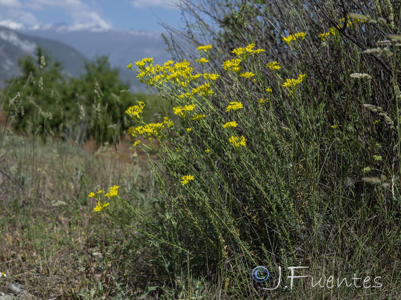 Haplophyllum linifolium.10