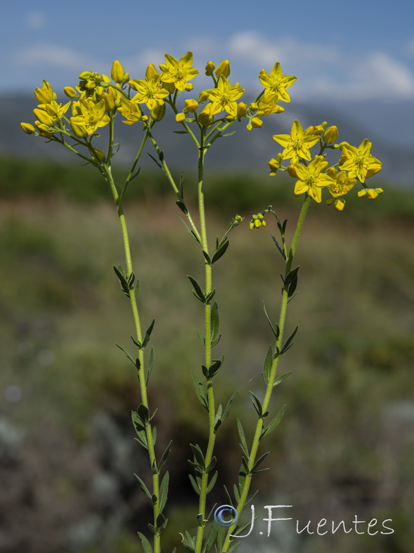 Haplophyllum linifolium.12