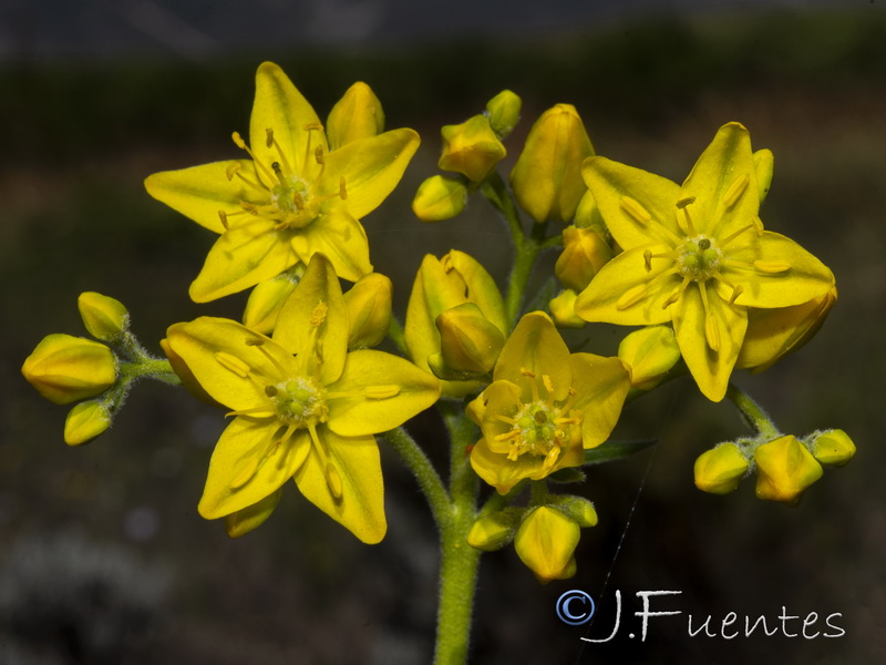 Haplophyllum linifolium.05