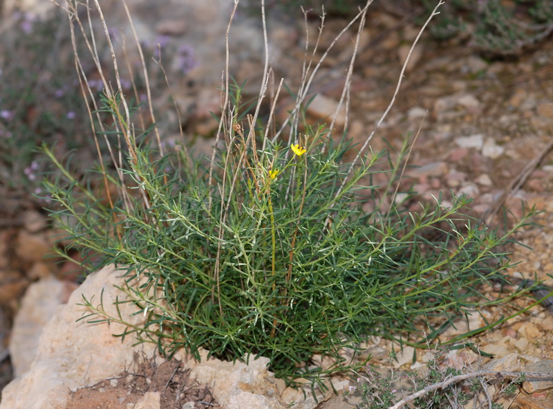Haplophyllum rosmarinifolium.01