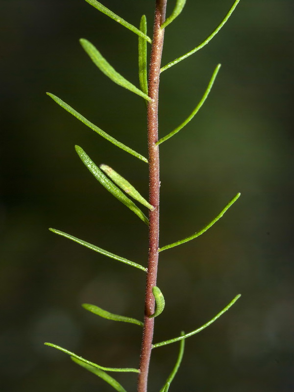 Haplophyllum rosmarinifolium.02