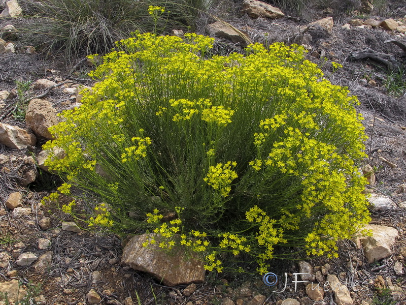 Haplophyllum rosmarinifolium.11