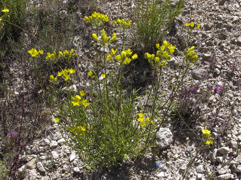 Haplophyllum rosmarinifolium.13
