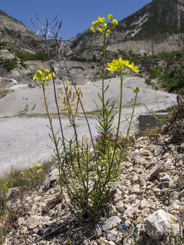 Haplophyllum rosmarinifolium.18