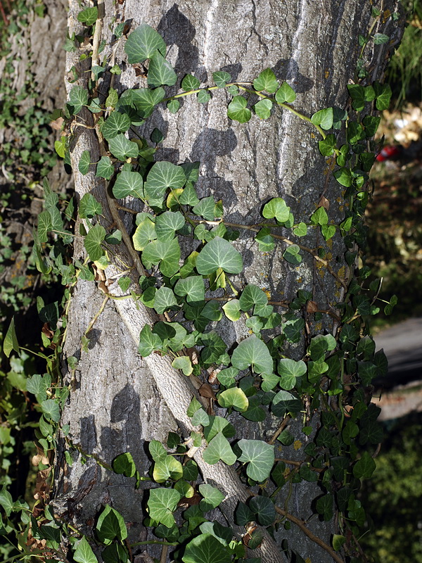 Hedera helix.03