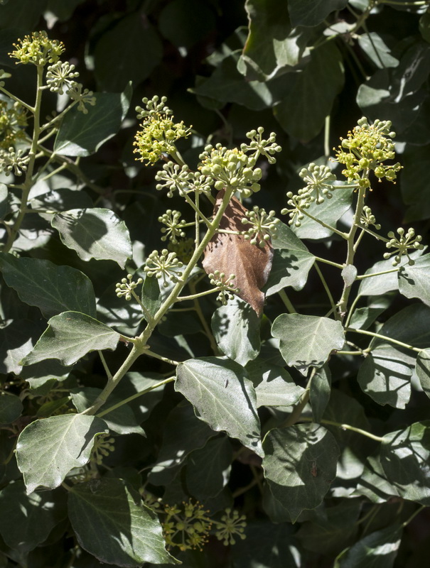 Hedera helix.05