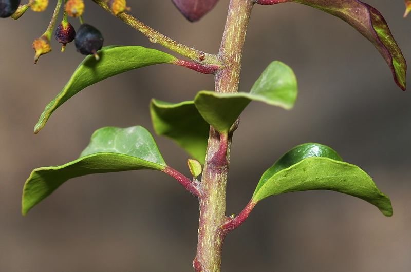 Hedera helix.07