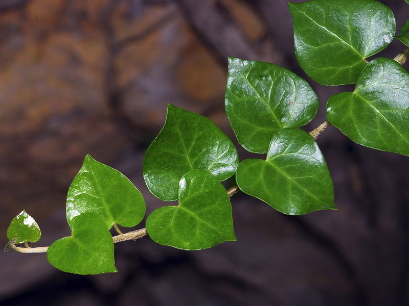 Hedera helix.09