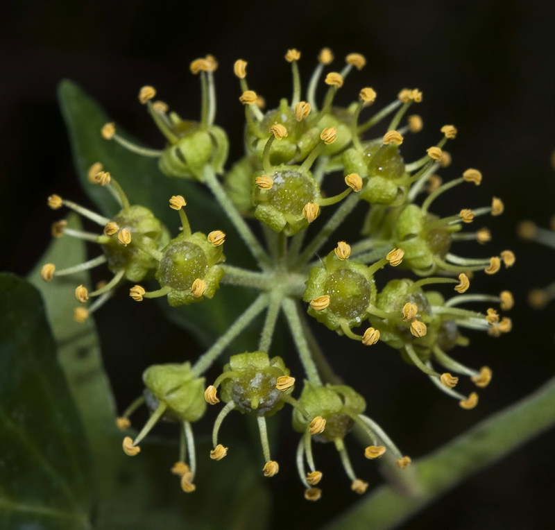 Hedera helix.16